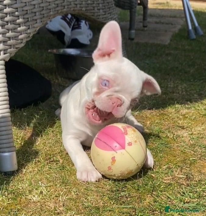 French Bulldog dogs for sale: Last KC registered French Bulldog puppy - Advert 3