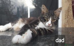 Mixed Breed cats for sale: Mix maine cone kittens  - Image 27