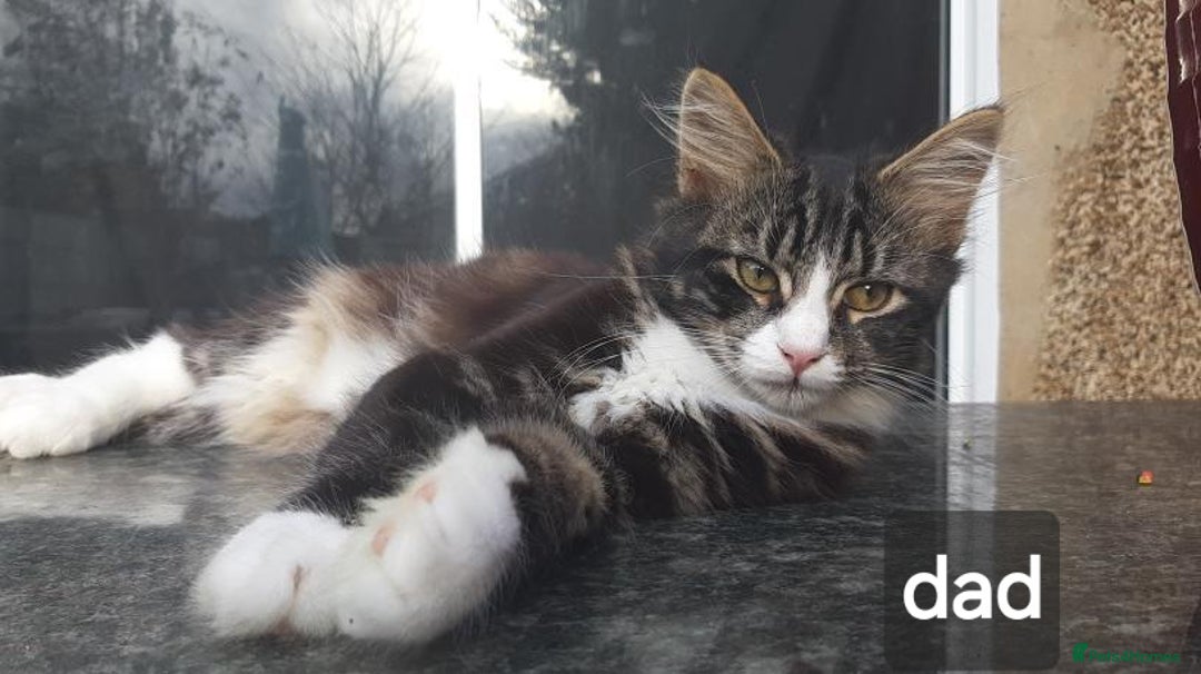 Mixed Breed cats for sale: Mix maine cone kittens  - Image 27