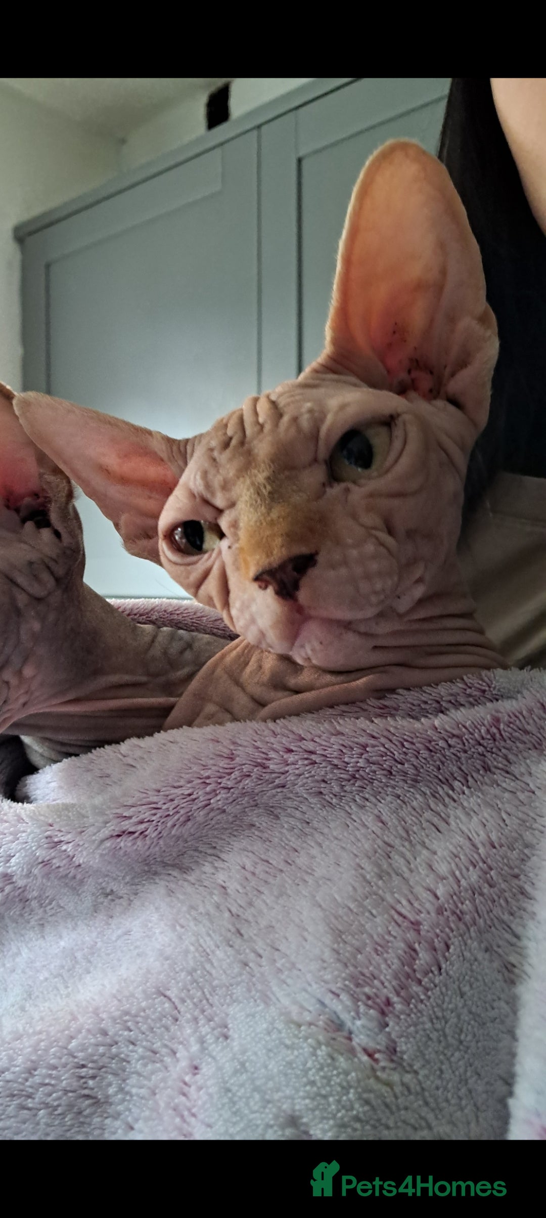 Sphynx cats for sale: Pink spyhnx spayed 2 year old  - Advert 1