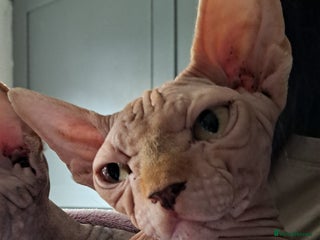 Sphynx cats Pink spyhnx spayed 2 year old - Advert 1