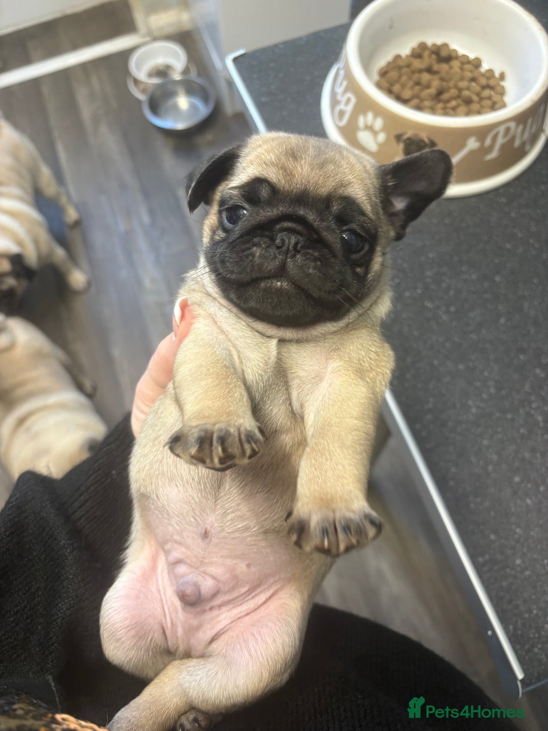 Pug dogs for sale: Gorgeous puppy pugs  - Advert 4