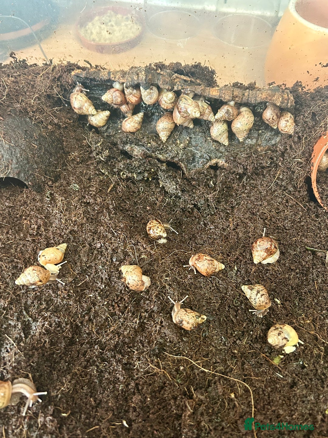 Snails invertebrates for sale: 🐌 Giant African Land Snail Babies 🐌  - Image 4