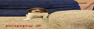 English Springer Spaniel 2