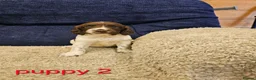 English Springer Spaniel dogs for sale: 4 KC Springer Spaniel Puppies docked & dew claws - Advert 4