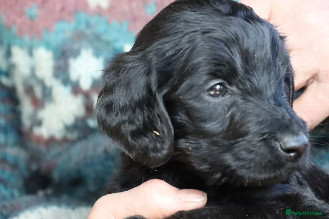 Labradoodle dogs for sale: F3 Labradoodle Puppies Licenced Breeder - Image 3