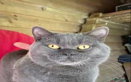 British Shorthair cats for sale: Retired Stud cat looking for comfortable pet home - Image 2
