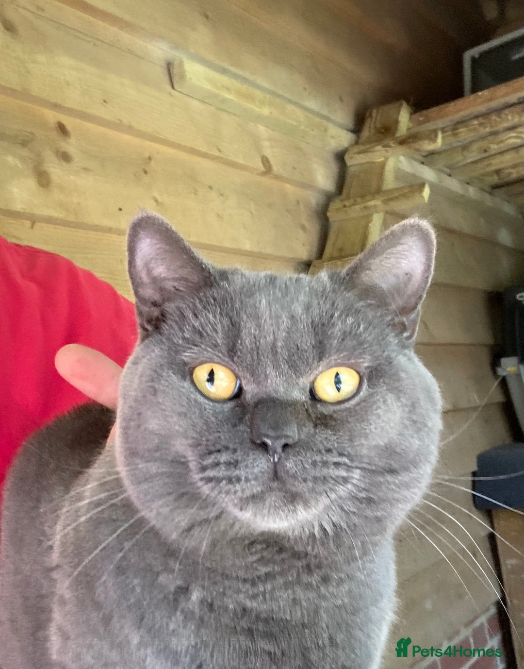 British Shorthair cats for sale: Retired Stud cat looking for comfortable pet home - Image 2