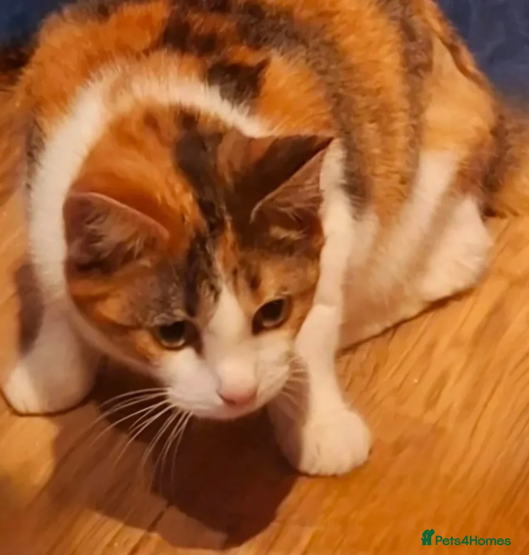 British Shorthair cats for adoption: Rose is a truly special little girl for Adoption  - Advert 1