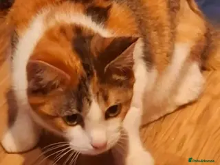 British Shorthair cats Rose is a truly special little girl for Adoption - Advert 8