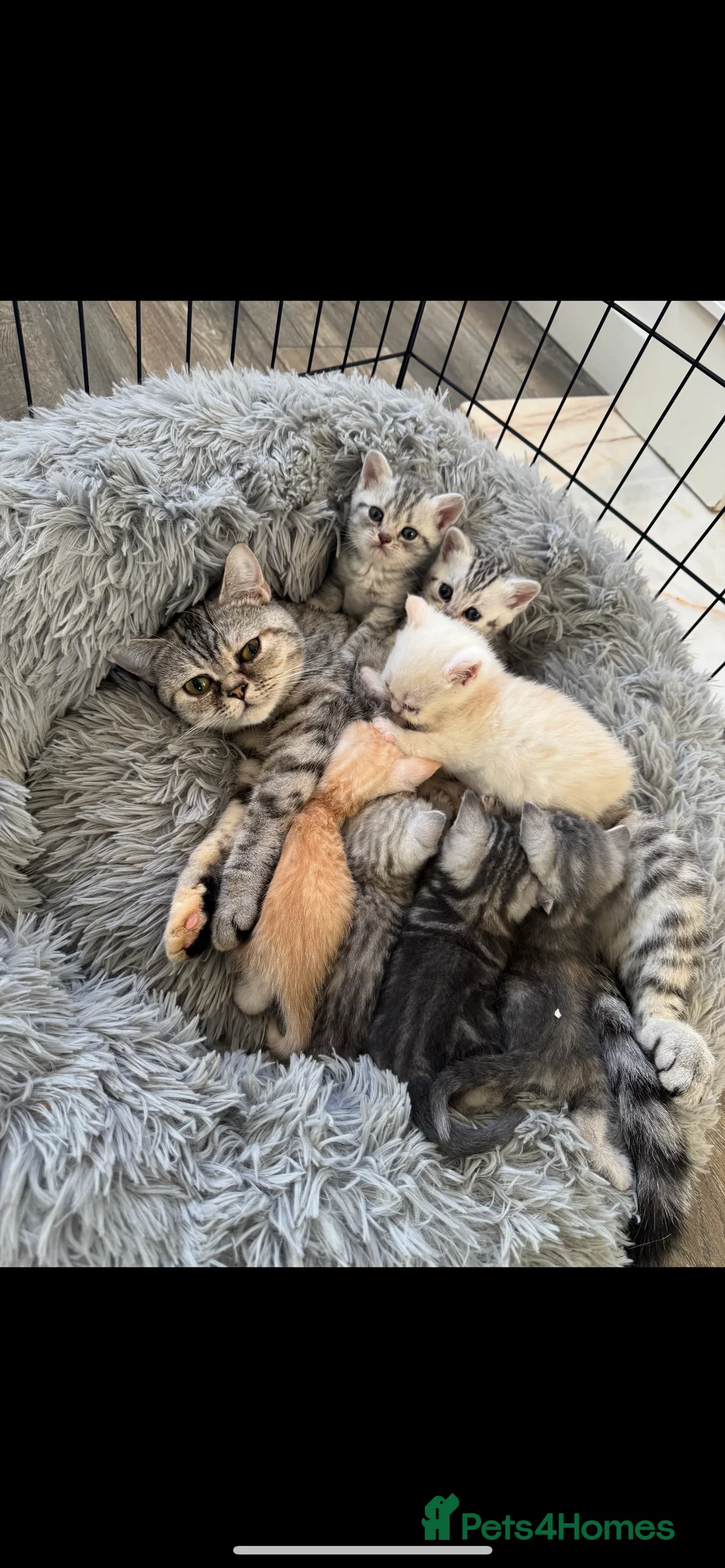 British Shorthair cats for sale: READY NOW BSH BABIES  - Advert 2