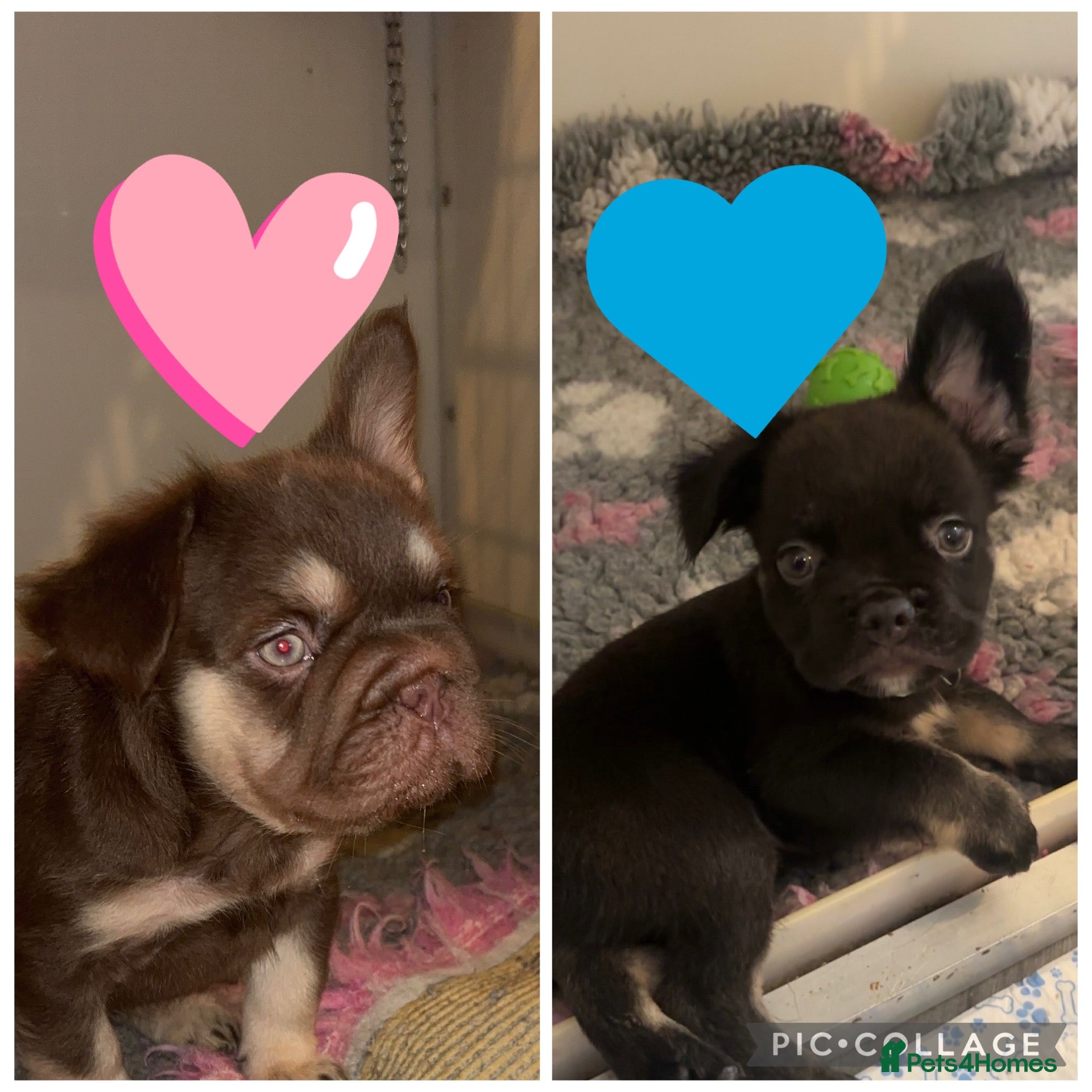 French Bulldog dogs Fluffy French bulldog - Advert 1