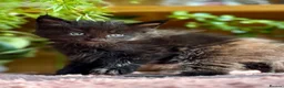 Maine Coon cats for sale: Beautiful Maine Coon Kittens - Advert 11