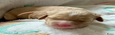 Cockapoo 4 (Peach Collar)