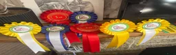 Staffordshire Bull Terrier dogs for stud:  stud carrying blue pedigree full of champions  - Advert 5