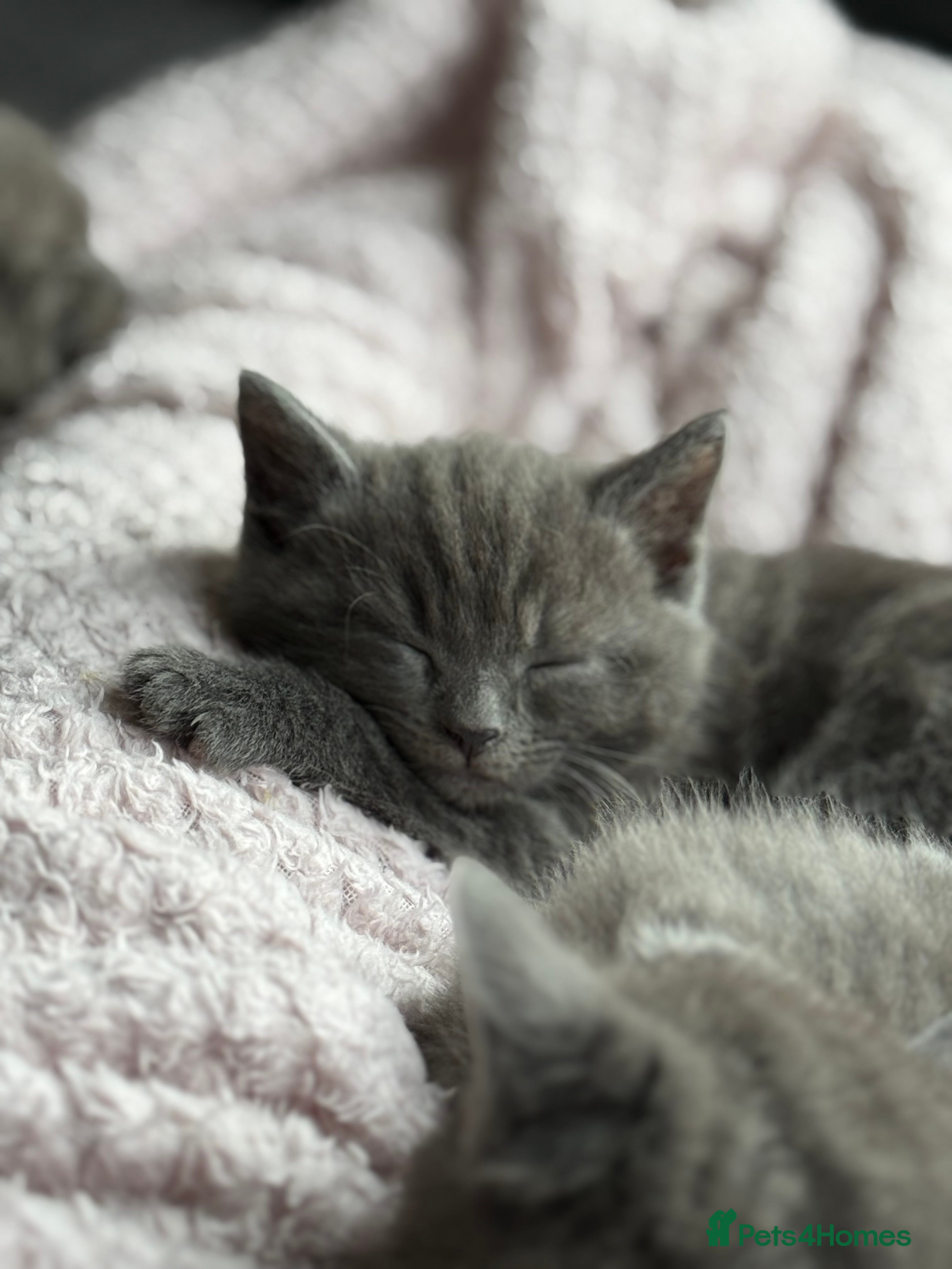 British Shorthair cats Grey British shorthair kitten  - Advert 1