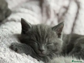 British Shorthair cats Grey British shorthair kitten - Advert 1