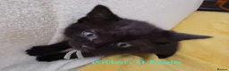 Mixed Breed cats for sale: 12 Beautifull kittens looking for a home. - Advert 22