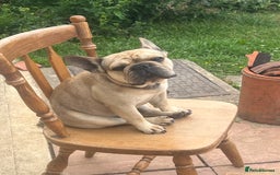 French Bulldog dogs for sale: Beau  - Image 2