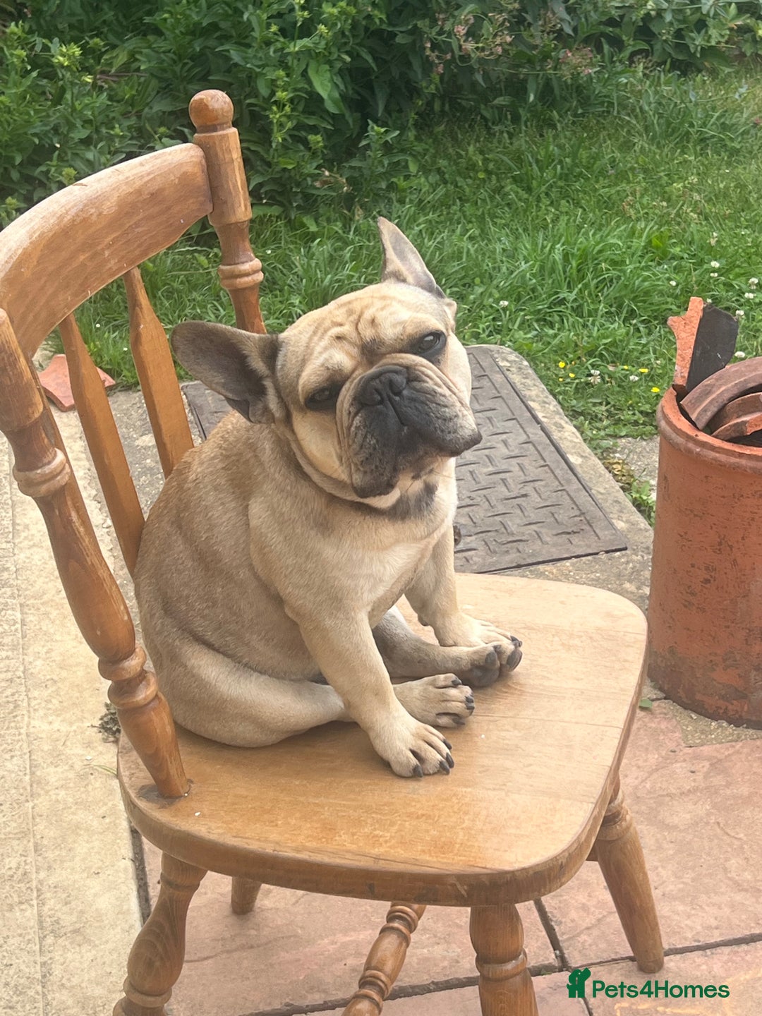 French Bulldog dogs for sale: Beau  - Image 2