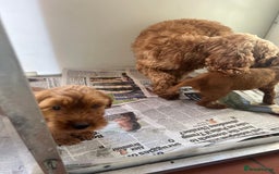 Cockapoo dogs for sale: Female F2 Cockapoos  - Image 3