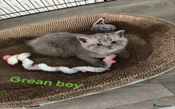British Shorthair cats for sale: Blue British short hair kittens  in Braintree - Image 8
