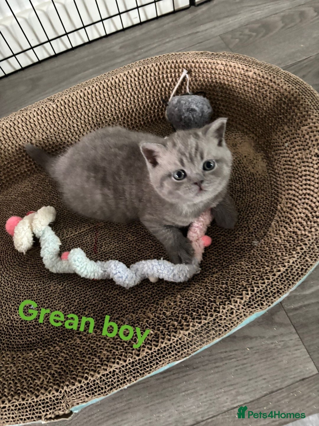 British Shorthair cats for sale: Blue British short hair kittens  in Braintree - Image 8