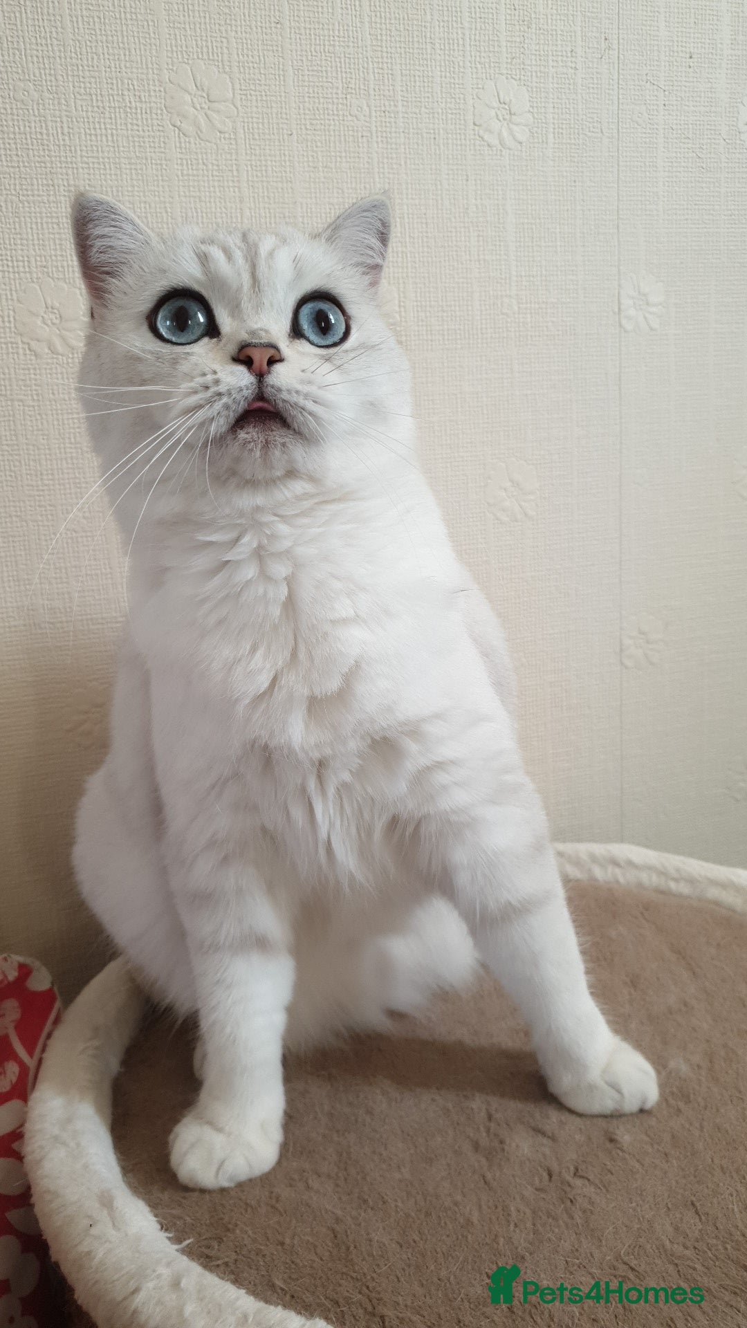 Scottish Fold cats for sale: Scottish Straight/British longhair  - Advert 9