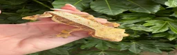 Gecko reptiles for sale: Lily white crested geckos - Advert 3