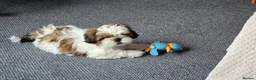 Shih Tzu dogs for sale: Shih Tzu Puppy for Sale - Advert 9