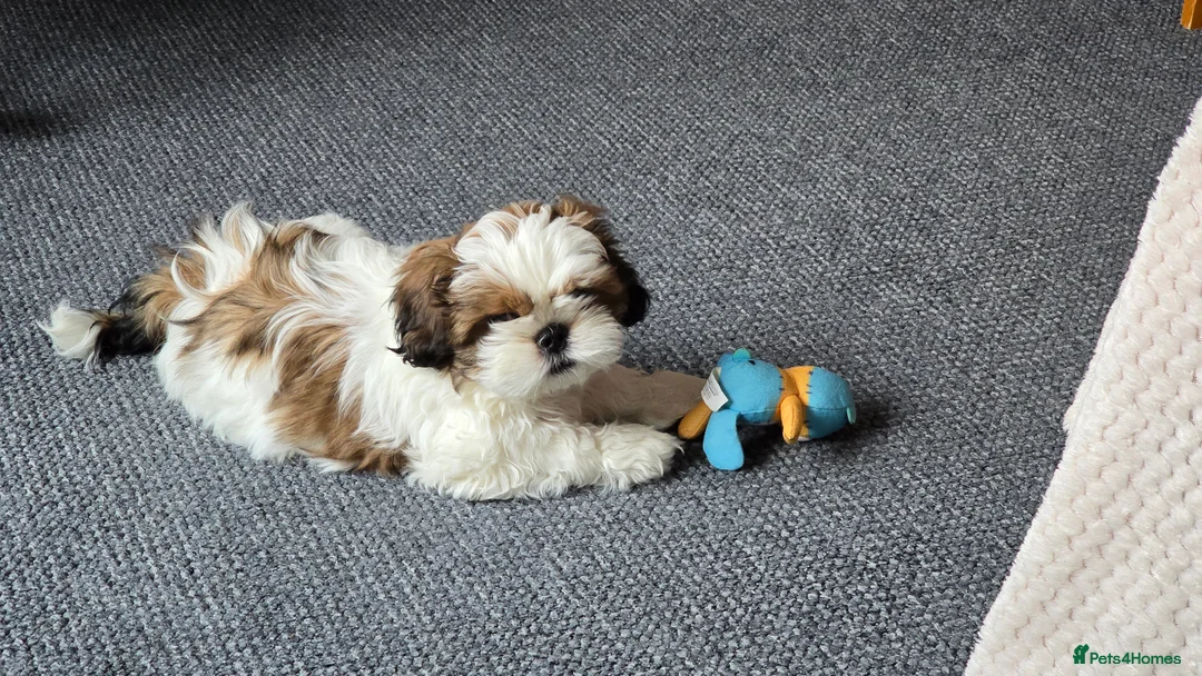 Shih Tzu dogs for sale: Shih Tzu Puppy for Sale - Advert 9