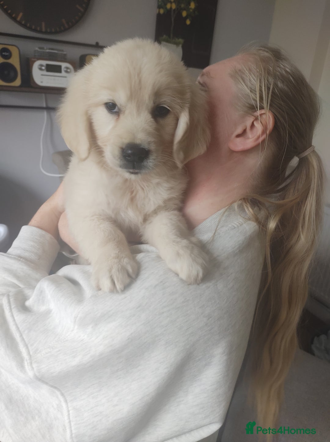 Golden Retriever dogs for sale: Golden retriever  - Image 9