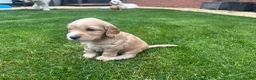 Cockapoo dogs for sale: Cockapoo Puppies  - Advert 4