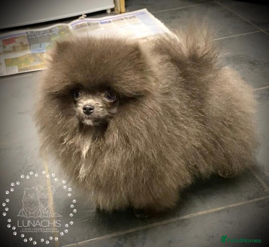 Pomeranian dogs for sale: Stunning Pomeranian puppies - Advert 4