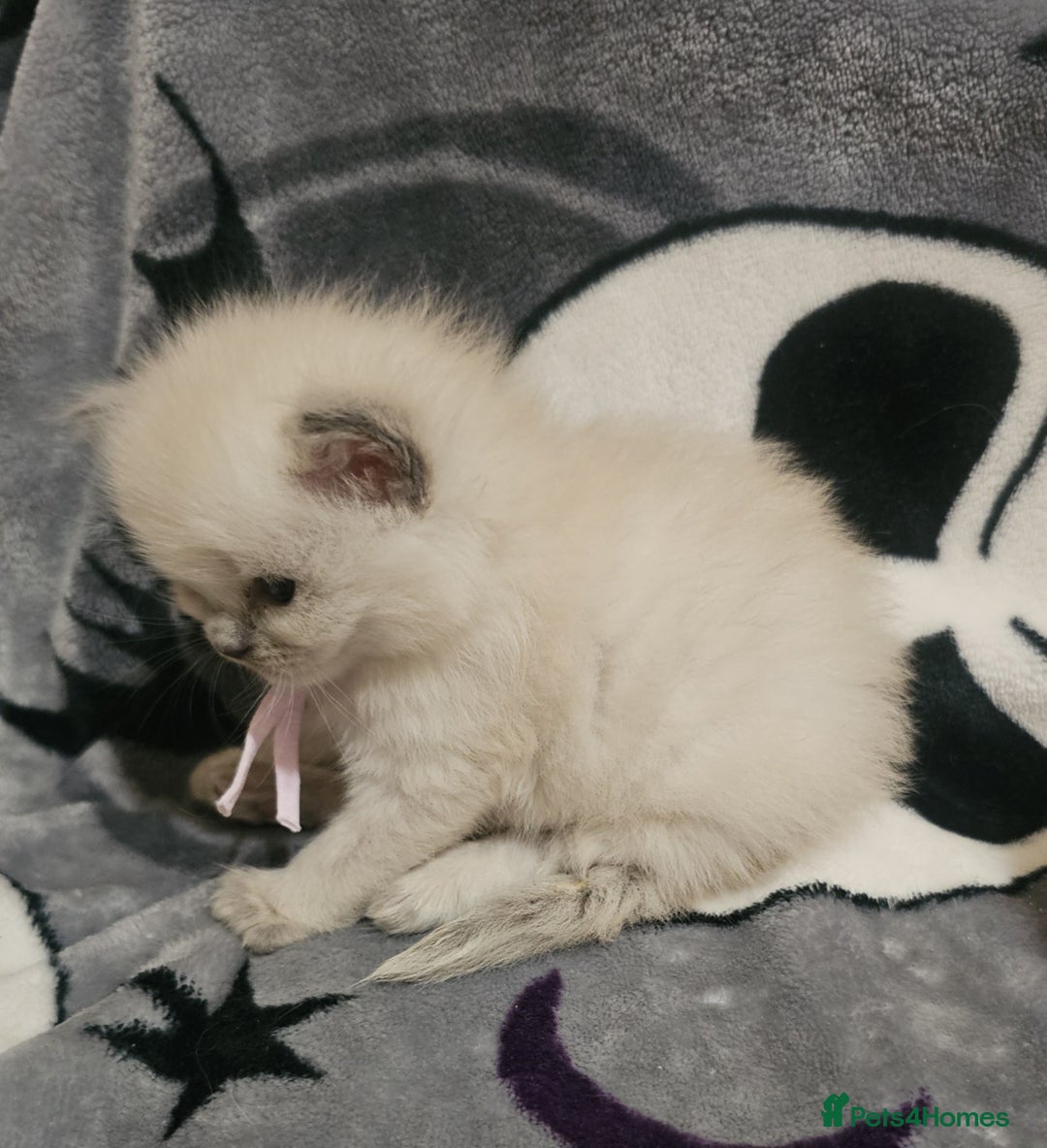 Ragdoll cats for sale: 5 Beautiful Ragdoll kittens for sale 💞 - Advert 6