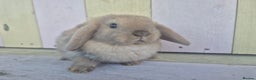 Mini Lop rabbits for sale: 💙 Beautiful and friendly mini lop boys 💙 - Advert 7