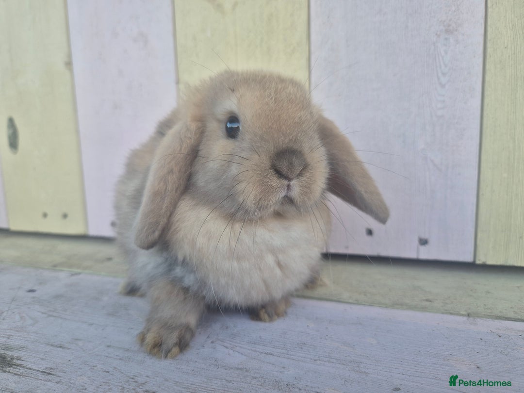 Mini Lop rabbits for sale: 💙 Beautiful and friendly mini lop boys 💙 - Advert 7