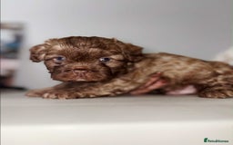 Mixed Breed dogs for sale: Adorable Puppies Looking for Their Forever Homes - Image 4