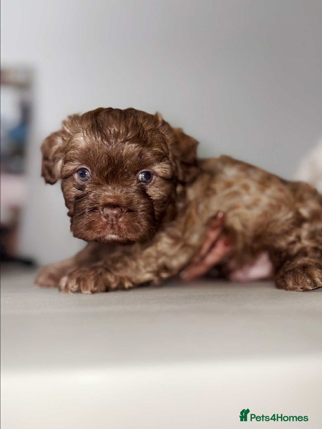 Mixed Breed dogs for sale: Adorable Puppies Looking for Their Forever Homes - Image 4