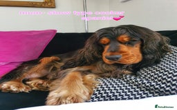 Cockapoo dogs for sale: *STUNNING F1 COCKAPOO PUPPIES* - Advert 25