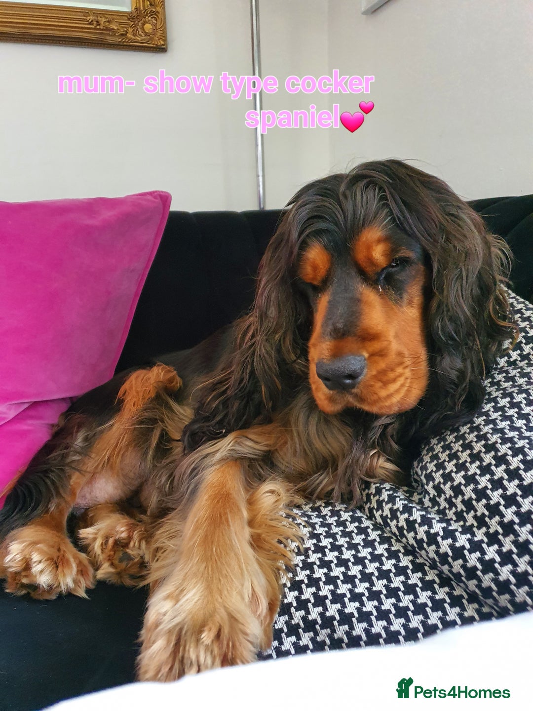 Cockapoo dogs for sale: *STUNNING F1 COCKAPOO PUPPIES* - Advert 25