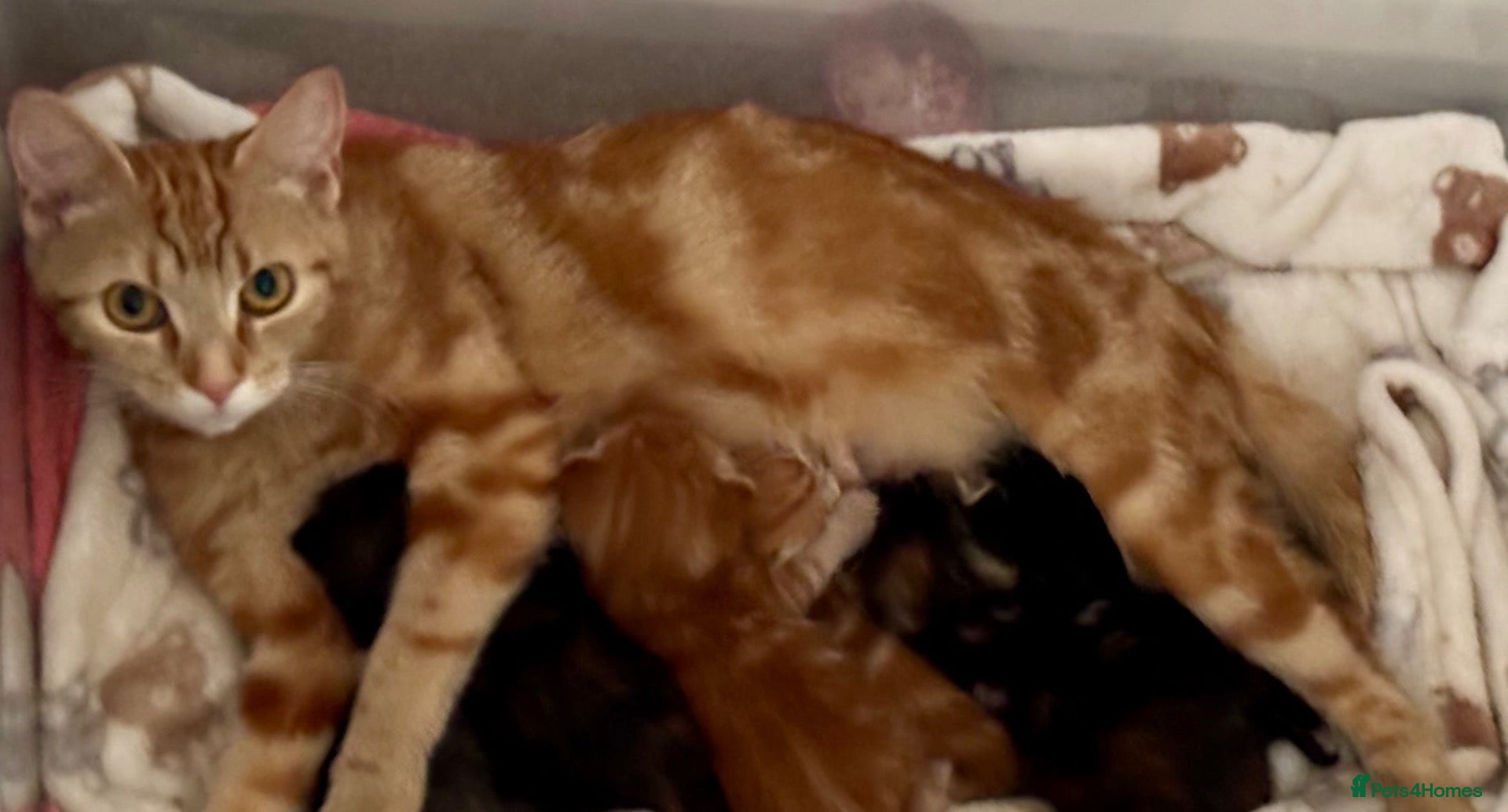 Mixed Breed cats Kittens available end of October  - Advert 14