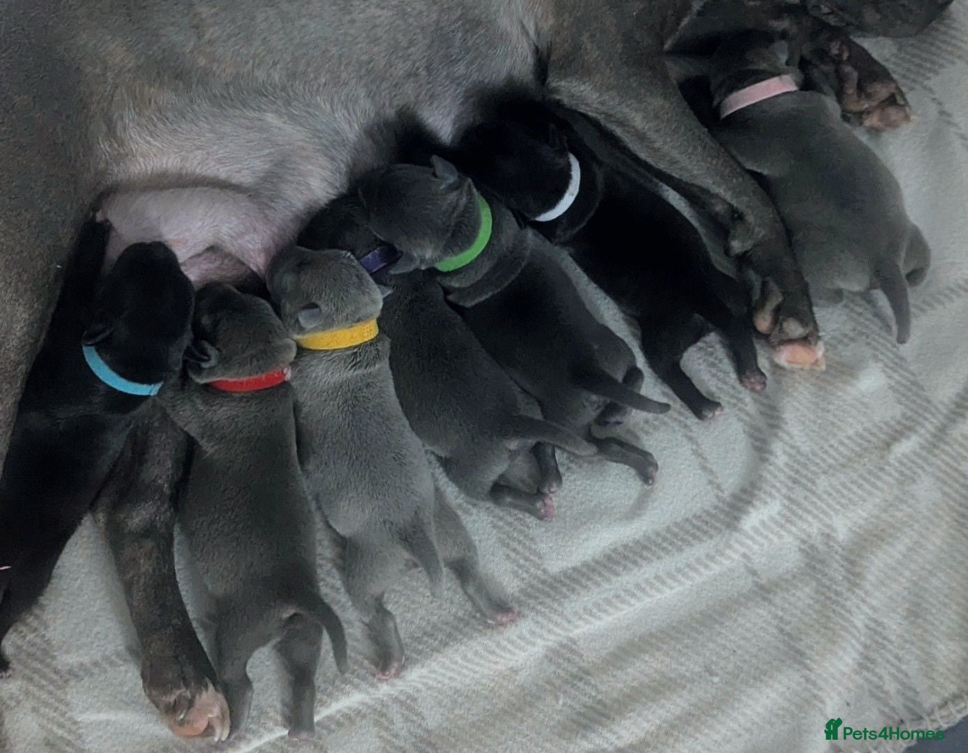 Staffordshire Bull Terrier dogs Kc blue Staffordshire bull terrier puppies  - Advert 1