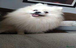 Pomeranian dogs for sale: Purebred Pomeranian Puppy male KC Reg - Image 10