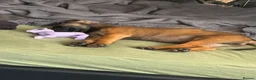 Belgian Shepherd Dog dogs for sale: Belgian shepherd puppies - Advert 4