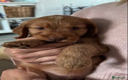Cockapoo dogs for sale: Beautiful f1b puppies for sale  - Image 2