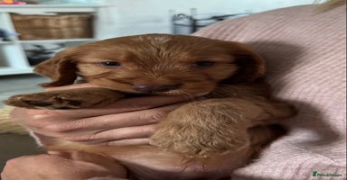 Cockapoo dogs - Advert 16