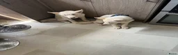 Siberian Husky dogs for sale: 3 Husky Puppies For Sale  - Advert 5