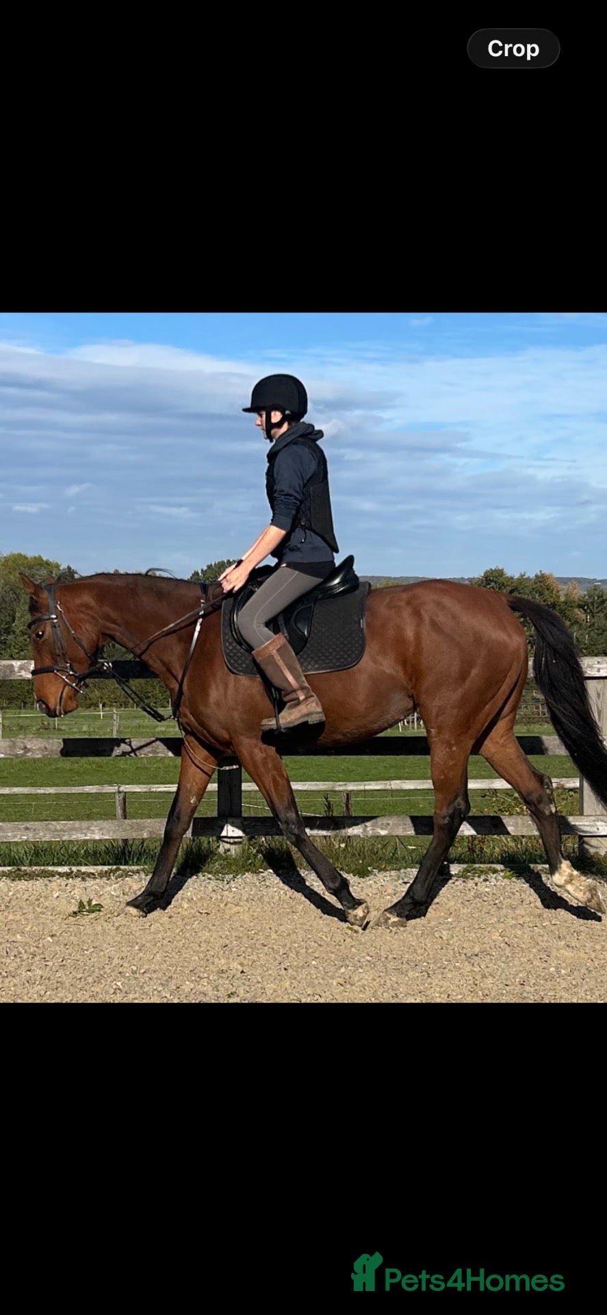 English Thoroughbred horses for sale: 16.2hh 6 year old alrounder tb mare - Advert 9