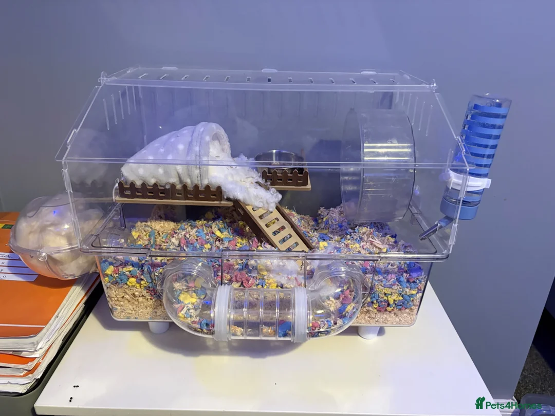 Hamster rodents for sale: Hamster and cage for sale  - Advert 1